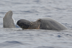 Green Sea Turtle