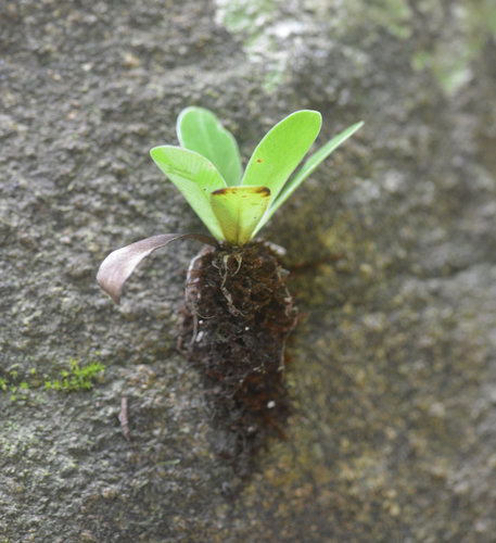 Asplenium mauritianum