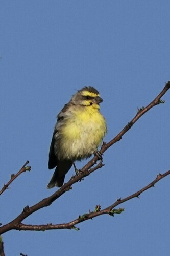 Yellow-fronted Canary