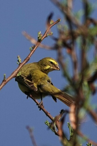 Brimstone Canary