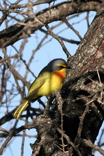 Sulphur-breasted Bushshrike