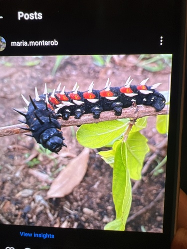 Cabbage Tree Emperor