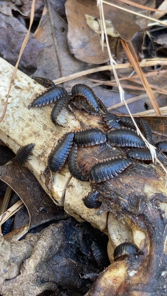Ridged Carrion Beetle from Otey Ln, Harleyville, SC, US on February 20