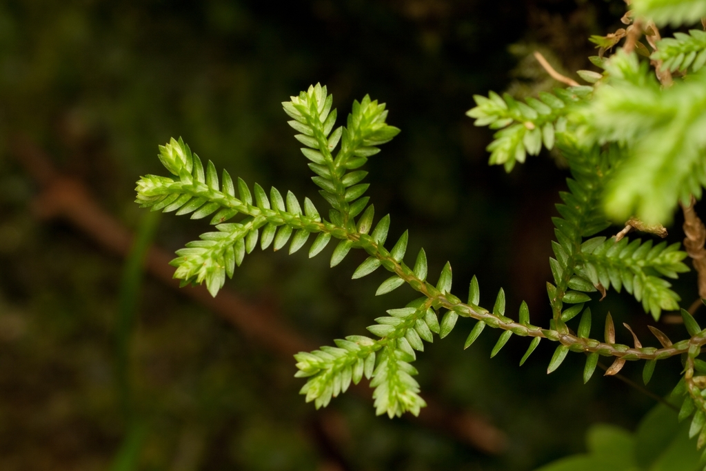 Selaginella kraussiana