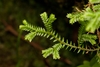 Krauss's Clubmoss - Photo (c) Anton, all rights reserved, uploaded by Anton