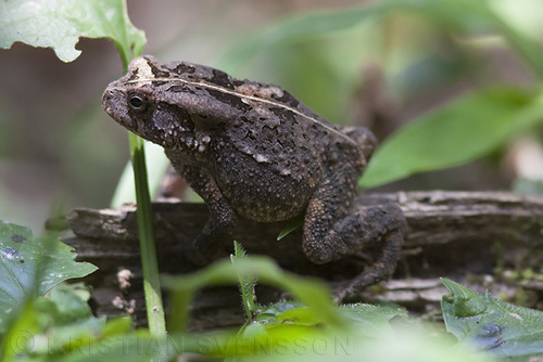 Kisolo Toad
