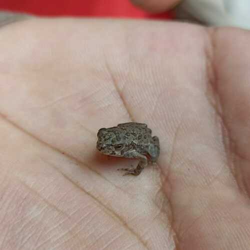 Observations by melanosuchus · iNaturalist