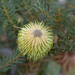 Banksia pulchella - Photo (c) williamdomenge9, all rights reserved, uploaded by williamdomenge9