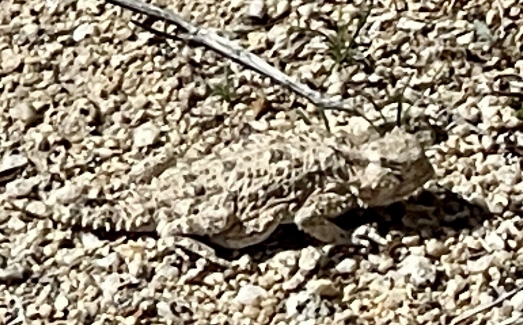 Desert Horned Lizard from Anza-Borrego Desert State Park, Julian, CA ...