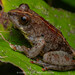 Cheeky Shrub Frog - Photo (c) Artur Tomaszek, all rights reserved, uploaded by Artur Tomaszek