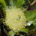 Banksia obovata - Photo (c) williamdomenge9, כל הזכויות שמורות, הועלה על ידי williamdomenge9