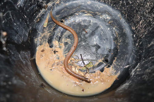 Levitonius mirus