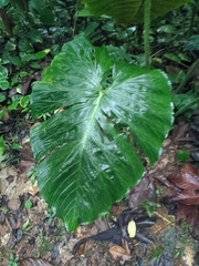 Philodendron verrucosum image