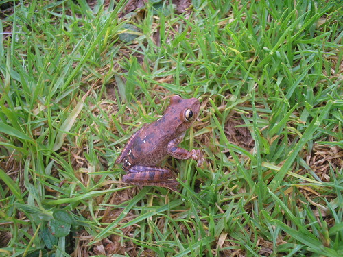 Jaboticatubas Tree Frog (Bokermannohyla nanuzae) · iNaturalist