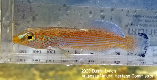 Ouachita Studfish