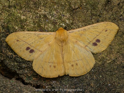 Eupterote orientalis thumbnail