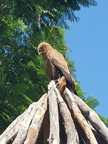 African Harrier-Hawk