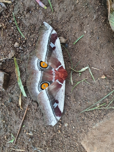 Cabbage Tree Emperor
