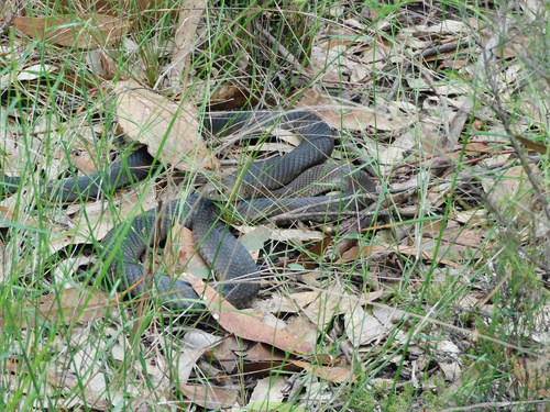 Eastern Brown Snake sighting