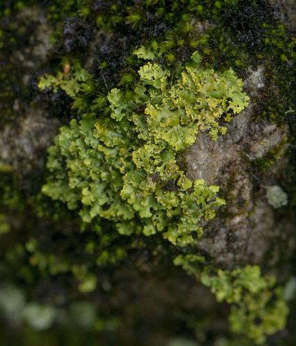 Powdery Sunburst Lichen