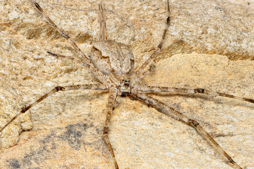 Typical Two-tailed Spiders