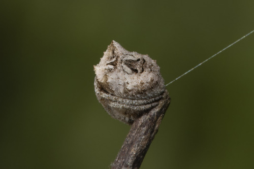 Rough Twig Spider