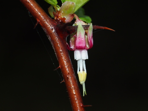 Hillside Gooseberry fruiting