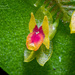 Lepanthes quetzalensis - Photo (c) Enrique Giron, todos los derechos reservados, subido por Enrique Giron