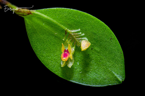 Quetzalensis Orchid