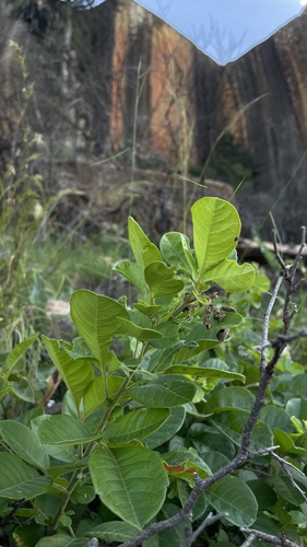 Drakensberg Dwarf Currantrhus (Searsia dracomontana)
