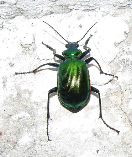 Texas Green Calosoma