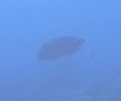 Napoleon Wrasse