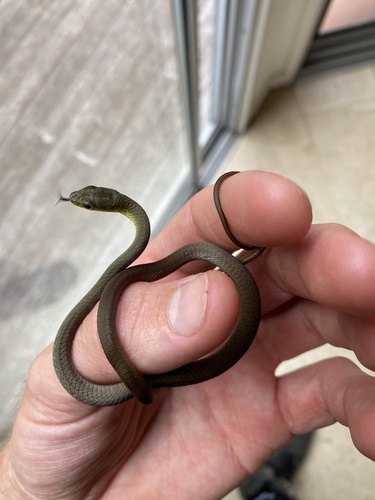 Common Tree Snake sighting