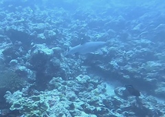 Whitetip reef shark
