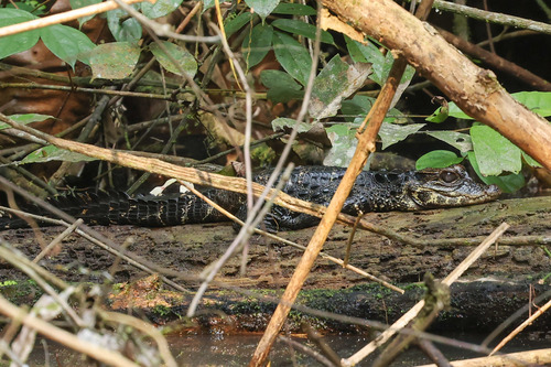 Dwarf Crocodile
