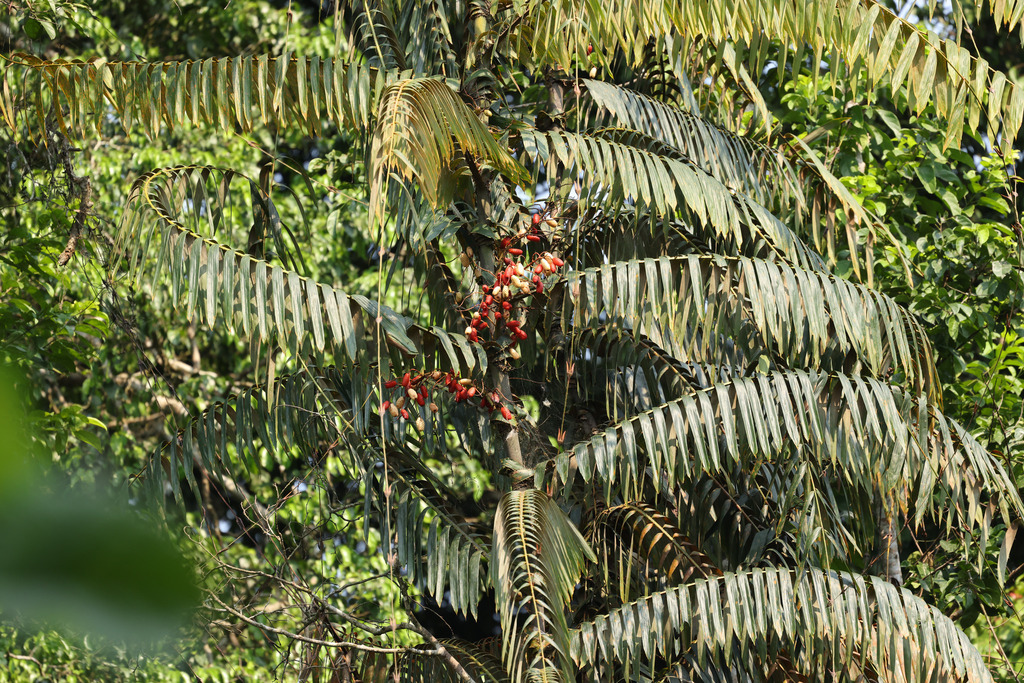 Eremospatha macrocarpa (Eremospatha macrocarpa)