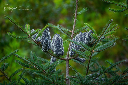 Guatemalan fir