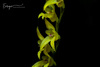 Stelis platystylis - Photo (c) Luis Enrique Girón Mejía, all rights reserved, uploaded by Luis Enrique Girón Mejía
