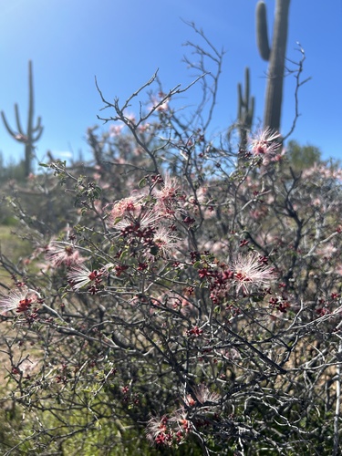 pink fairy-duster