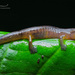 Cerro Pital Salamander - Photo (c) Enrique Giron, all rights reserved, uploaded by Enrique Giron
