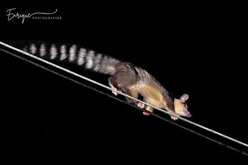 Bassariscus sumichrasti (Saussure, 1860)