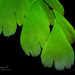 Adiantum andicola - Photo (c) Enrique Giron, all rights reserved, uploaded by Enrique Giron
