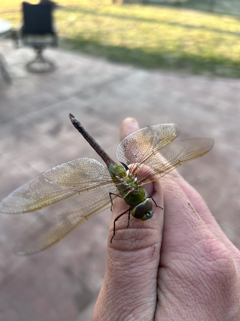 Common Green Darner from N Gregg Rd, Nixa, MO, US on February 21, 2024