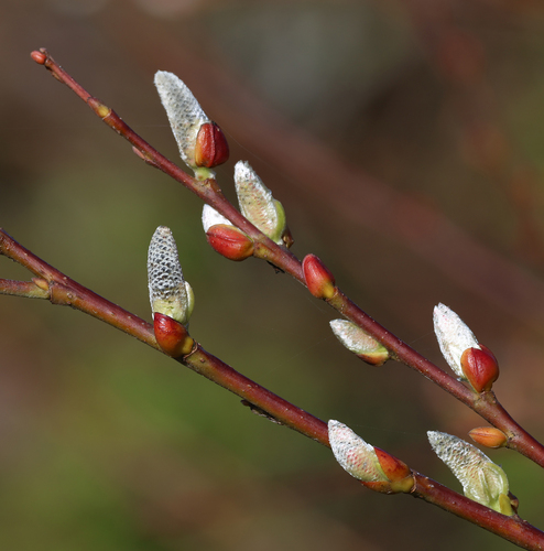 Arroyo Willow winter