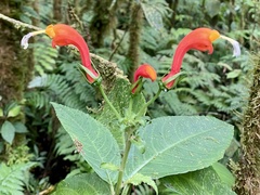 Centropogon solanifolius image