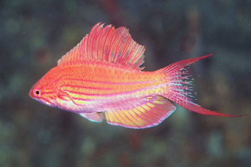 Paracheilinus togeanensis
