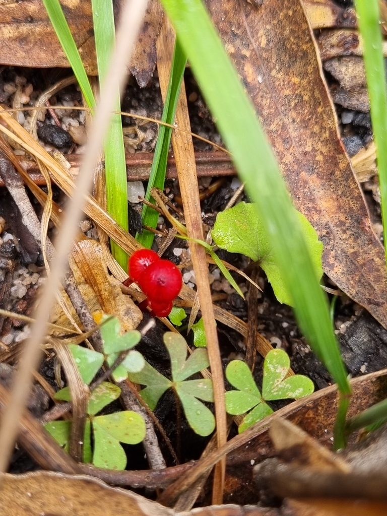 Ruby Bonnot ruby bonnet from Kalimna West VIC 3909, Australia on December 3, 2023 ...