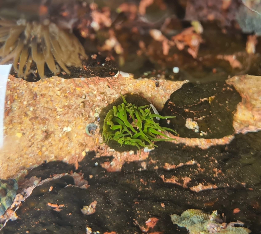 Snake Lock Breeding Green snakelock anemone from Merimbula NSW 2548, Australia on September ...