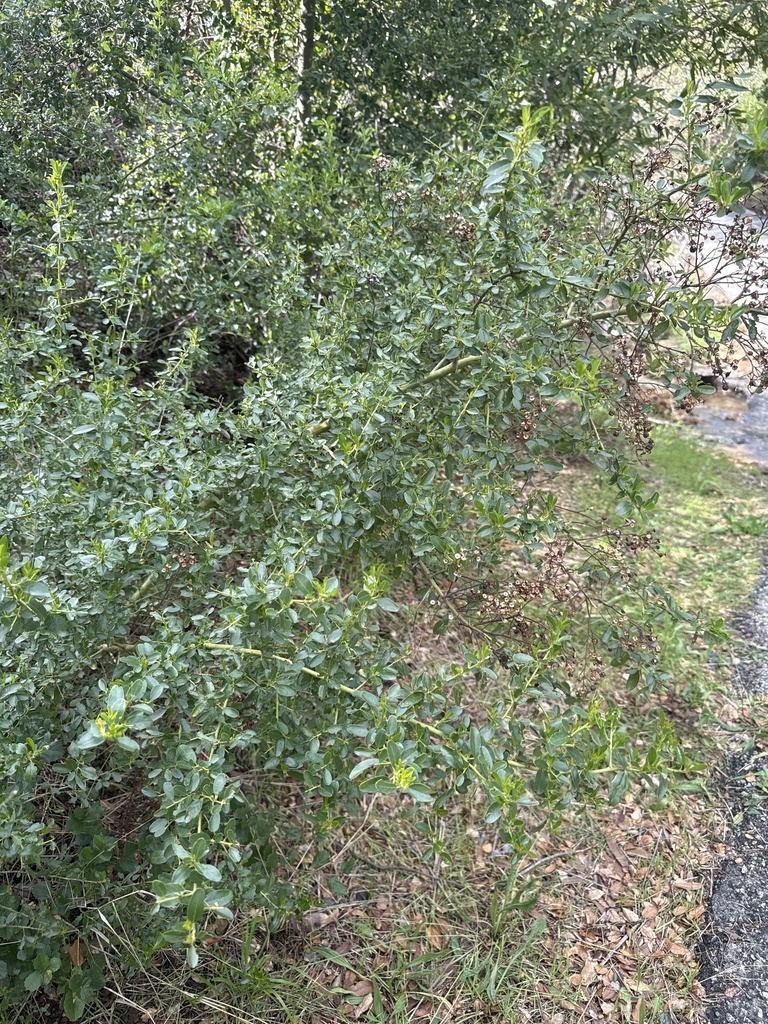 Greenbark Ceanothus From Santa Barbara County Us Ca Us On February 21