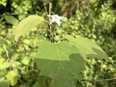 Solanum torvum image